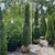 Thuja occidentalis Degroots Spire 193178